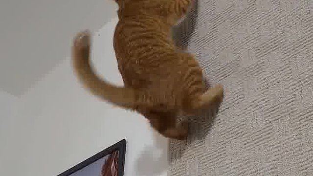 这种把指甲剪掉就老实了。