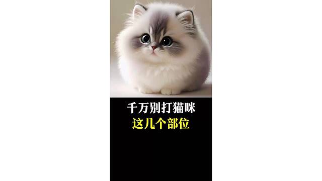 千万别打猫咪这几个部位