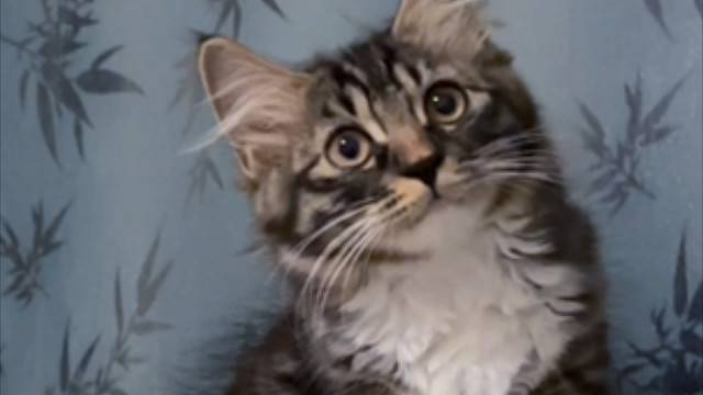 养猫就养狸花猫