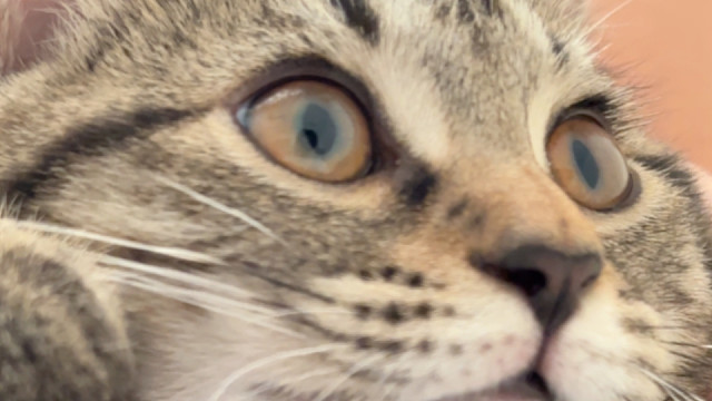 我好喜欢狸花猫的手感太好rua了