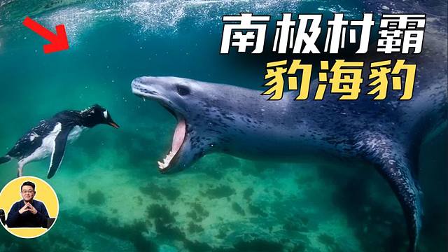 豹海豹：是南极恶霸，却温柔投喂摄影师。又玩又虐，企鹅心理破防