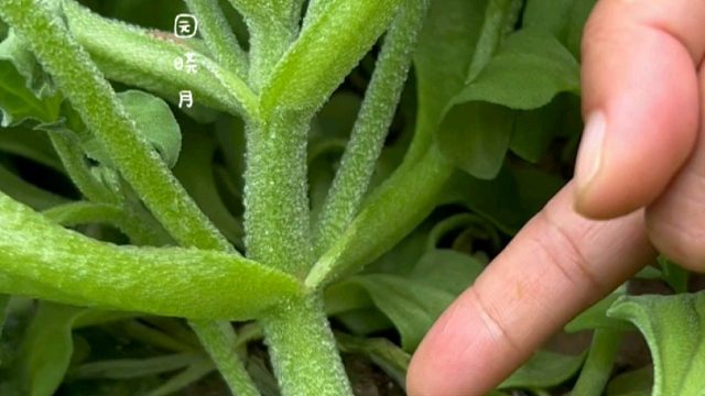 炒菜不放盐，生吃自带咸，说的就是这个冰菜