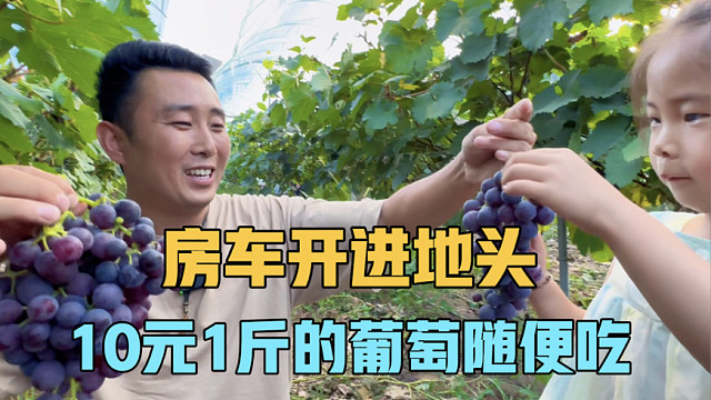 房车开到地头，10元一斤的葡萄随便吃，在陕西发现一个烟火气小城