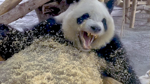 这澡泡得熊熊有点犯困了