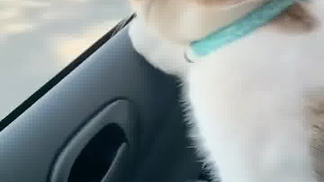 第一次带小猫开车出门