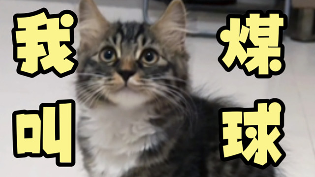 请叫我训猫高手（不是）