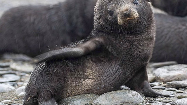 海狗：一只喜欢泡在海里撒欢的“炸毛狗”