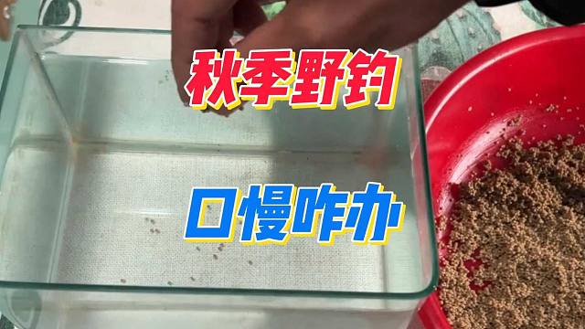 秋季野钓鲫鱼口慢，如何在闷热天钓好鱼？饵料方面一定要避免雾化