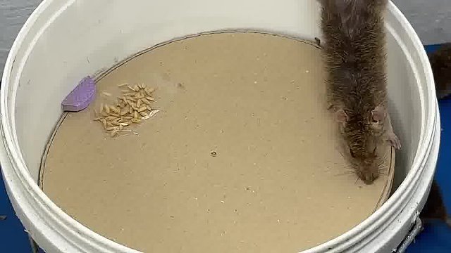 哪有那么蠢的老鼠