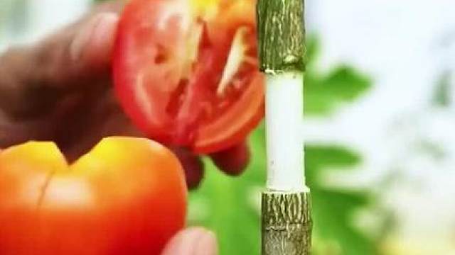 他把番茄套在果树上，竟解锁了一种特殊美食！#枣夹核桃 #零食推荐 #开袋即食