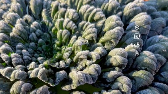 要想下雪过后还有新鲜菜吃，该种乌塌菜了