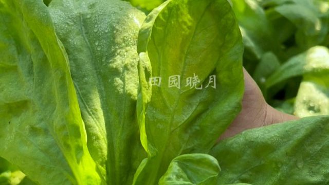大叶茼蒿鲜嫩肥厚，而且可以多茬多次采收
