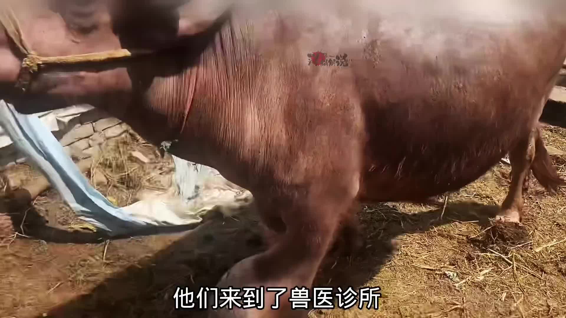 老牛腿上涨了个大肉球，医生会怎么处理呢