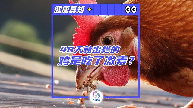 40天就出栏的鸡是吃了激素？