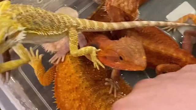 伞的脸就是它的放大版，有幸见过开几次，努力拍上