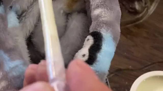 喂食篇～用管喂最培养感情，也促进食欲