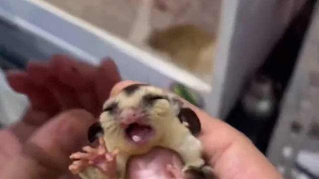 盘蜜，喂养，洗澡都拍过，回刷