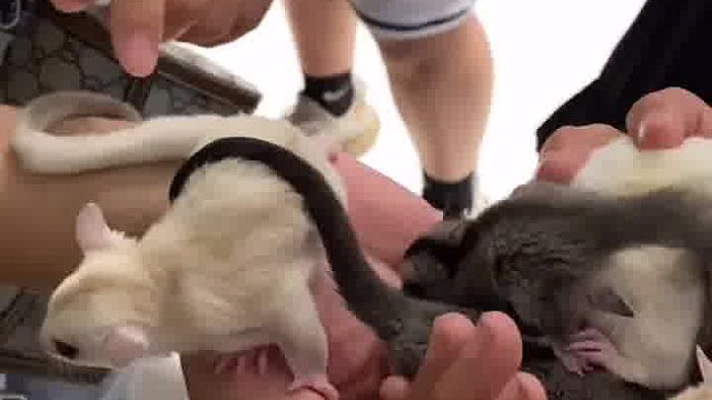 蜜袋鼯 去年播种，今天收获。