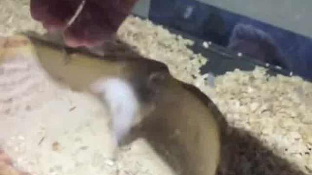 有没有感觉长得像只刺猬