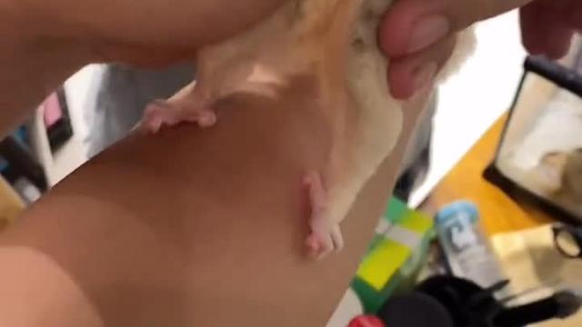 蜜袋鼯 捏大腿根，怀孕了一定加大食量，注意营养