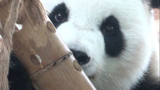 这是哪家的后宫熊妃呀~