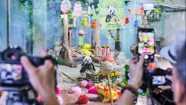 【您的心上熊贡贡舜舜11岁啦！岁满“十一”礼成！】海野大熊兄弟贡贡舜舜11周岁生日庆典暨第六届海野国