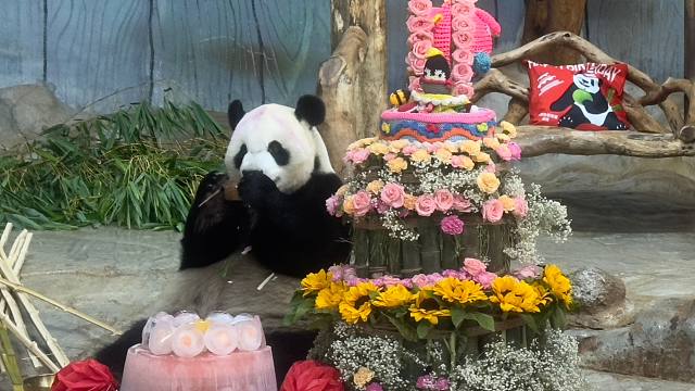 【吃长寿面咯！8月27日舜舜11周岁生日回顾！】一个大胆的假设：长寿面首尾相连可能比小企鹅的腿长