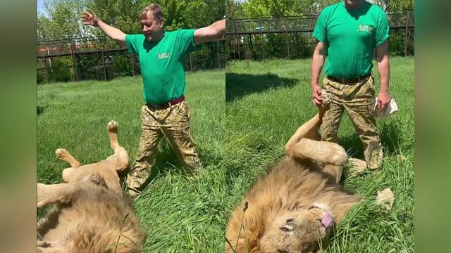 谁家狮王撒娇像小猫咪啊？