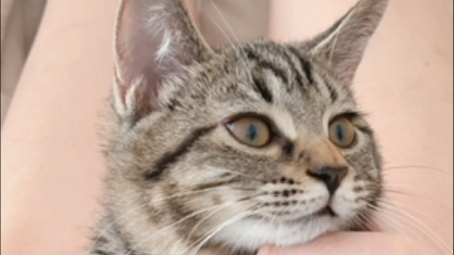 拿猫要拿不动喽