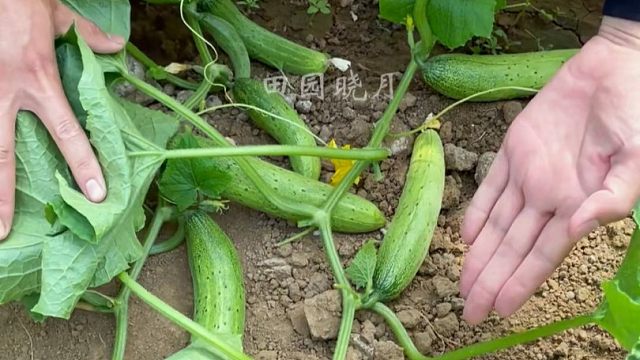 这种不用搭架的爬地黄瓜你种了吗