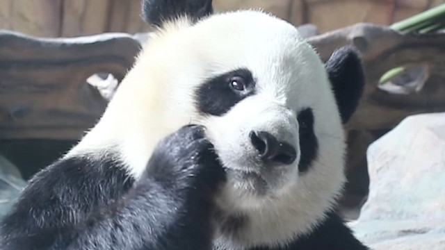 塞牙了，快给我根牙签