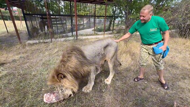 狮王奇克：今天来进货了！