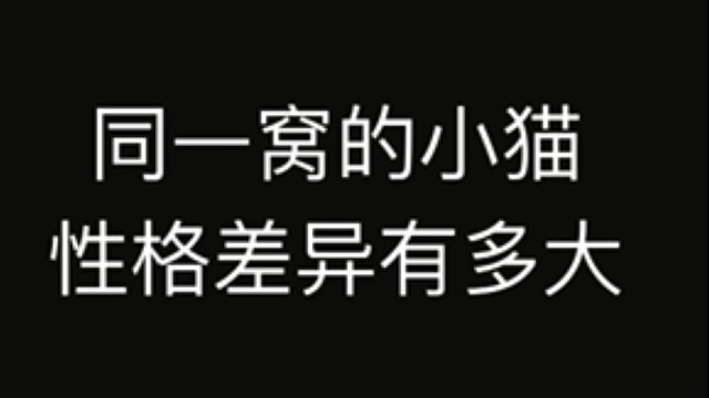 同一窝的小猫性格差异有多大