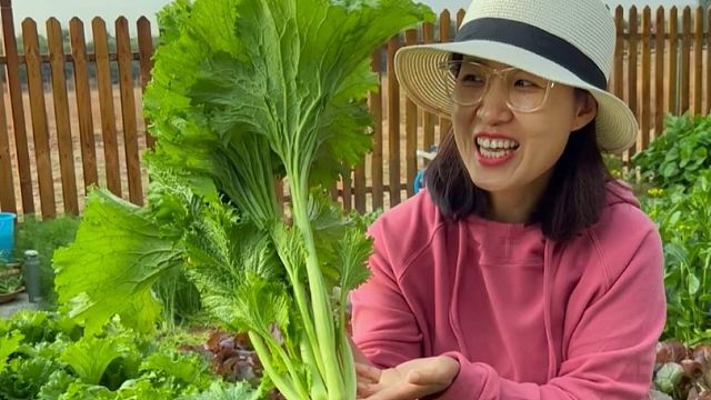 喜欢吃饺子，一定种点饺子菜