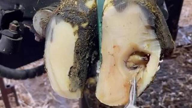 炫刀流小哥难道翻车了？#解压#修牛蹄