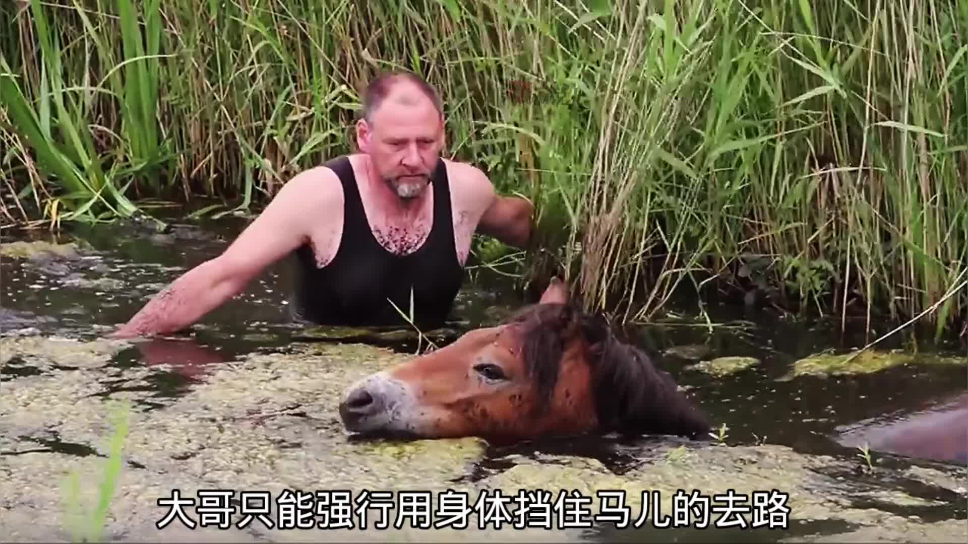 大哥救援落水的野马