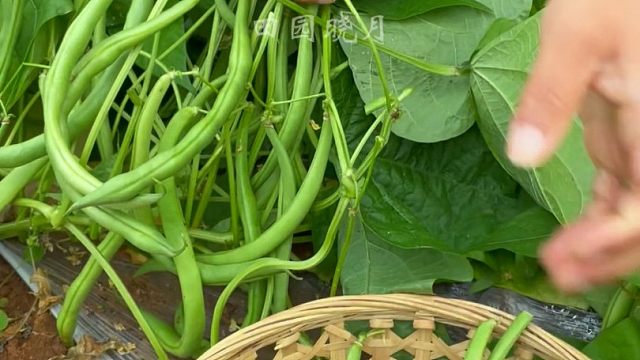 秋豆角大家一定试试这个不用搭架的懒人豆角