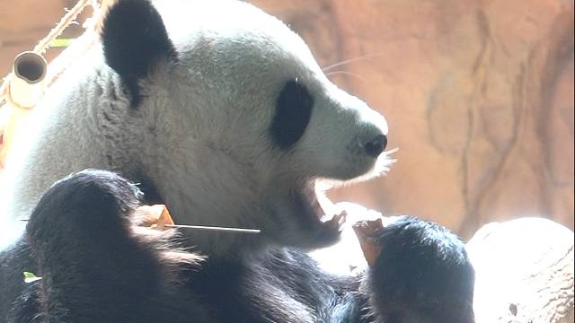 爱吃南瓜的小熊，就会有做南瓜串串的奶妈