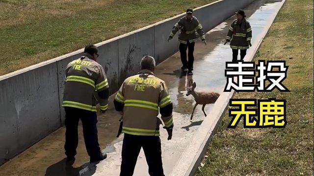 那些跟人类偶遇的动物视频！
