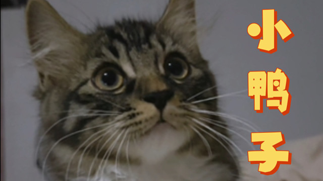 当我半夜画稿转脸发现一只板鸭