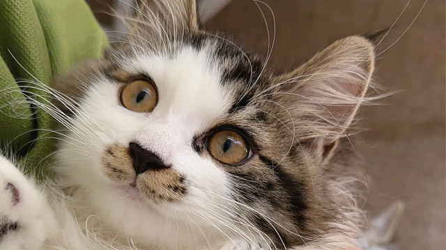 田园猫有多乖呀