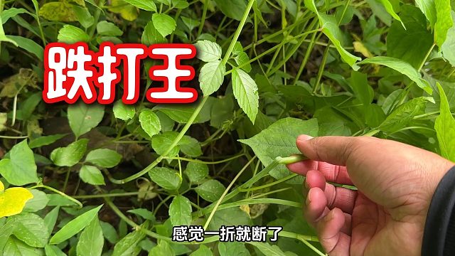 农村这种植物叫“跌打王”，很多人都还不认识，拍给你们看看