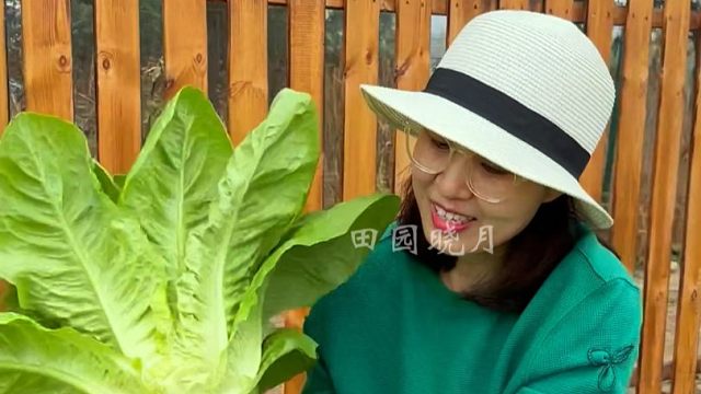 秋播大家试试这个脆嫩好吃的沙拉菜吧