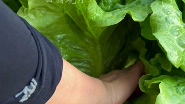 意大利生菜口感鲜嫩爽口，大家秋播一定要试试