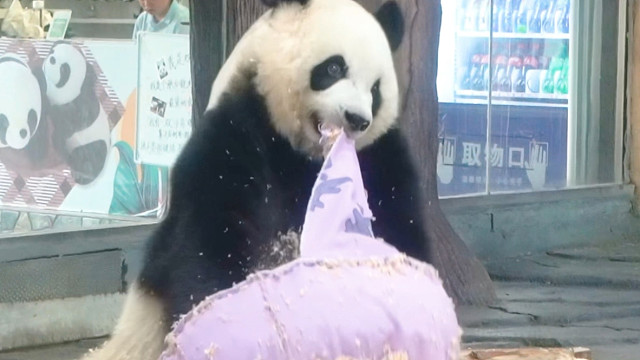 语大王：让我看看谁还敢和我抢妹猪！