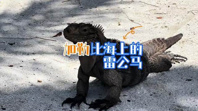 加勒比海的蜥蜴不怕人