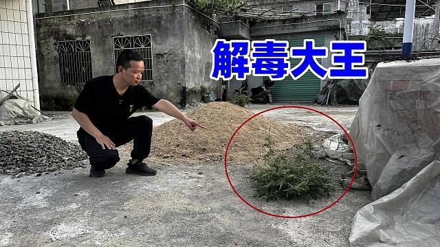 被民间称为“解毒大王”的植物，城里人还不知道，来了解认识下
