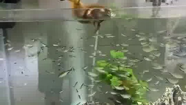 女儿校门口买的鸭子，老父亲花了四位数给小宝贝做了个溪流！