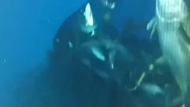 事已至此，先吃两条！