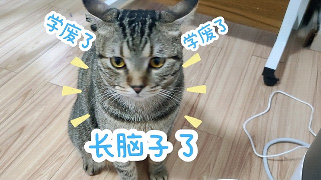 猫咪小课堂开课啦